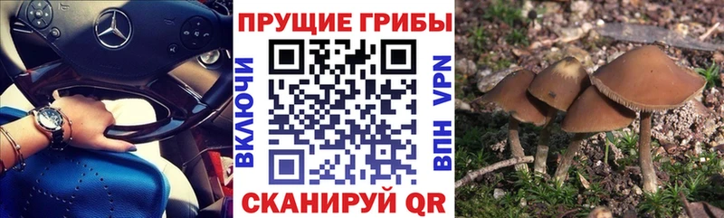 Купить  Павловск  Псилоцибиновые грибы Magic Shrooms 